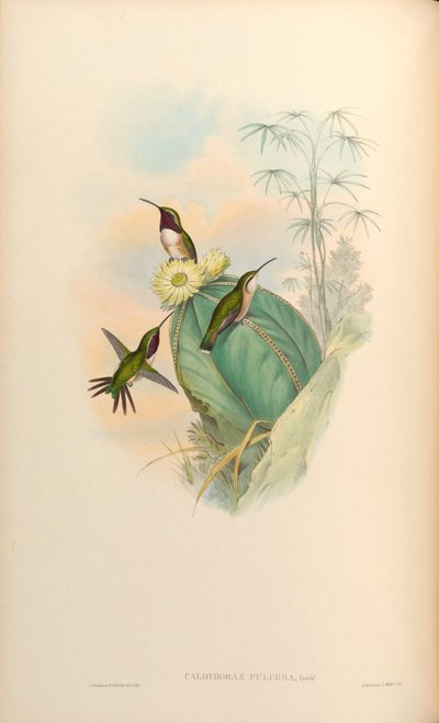 Calothorax pulcher - John Gould